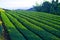 The early morning sun shines on the rows of tea farms.