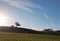 Early morning sun shining next to Valley Oak tree on hill in Paso Robles wine country in the Central Valley of California USA