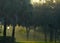 Early morning sun streaming through foggy wooded area with grassy floor in South Florida, United States. Vegetation includes