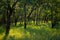 Early morning sunlight cast shadows on woodlands of Mount Wanda