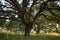 Early morning sunlight highlights a majestic blue oak tree in the woodlands of Mount Wanda