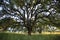 Early morning sunlight highlights a majestic blue oak tree in the woodlands of Mount Wanda