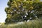 Early morning sunlight highlights a majestic blue oak tree in the woodlands of Mount Wanda