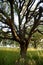 Early morning sunlight highlights a majestic blue oak tree in the woodlands of Mount Wanda