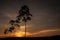 Early morning Sunset in Thailand showing silhouetted native trees