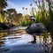 Early Morning Swim with Ducks and Lily Pads