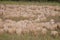 Early morning view of sheep and a flock of starlings