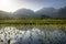 Early morning view of Taro fields in Hanalei, Kauai, Hawaii