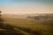 Early morning vineyard landscape in Germany. Farm winery and wine growing. Black grapes on plants