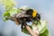 Early-nesting bumblebee, Bombus pratorum feeding on catkin