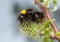 Early-nesting bumblebee, Bombus pratorum feeding on catkin