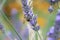 Early nesting bumblebee gathering nectar from lavender flower in the field