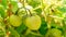 Early, pollinated unripe green vine tomatoes, in a cluster, close up macrophotograph. Green hues showing as the tomatoes grow in a