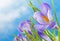 Early Purple Crocus Blooms in Winter Snow with Vivid Blue Sky and Clouds as Background or Backdrop with copy space, room for text
