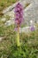 Early Purple Orchid