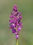 Early Purple Orchid