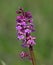 Early Purple Orchid