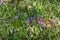 Early Purple Orchid flowering among the bluebells near East Grinstead