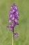 Early Purple Orchid - Orchis mascula