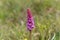 Early-purple orchid Orchis mascula
