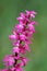 Early-purple orchid (Orchis mascula)