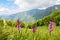 Early-purple orchid on spring mountain meadow