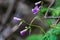 Early purple wildflower vines