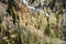 Early Saxifrage Saxifraga virginiensis, Yellowstone National Park