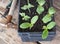 Early seedlings grown from seeds in a box at home on the windowsill. Agriculture. Pumpkin sprouts are ready for planting in the