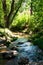 Early September Trout Stream In Colorado