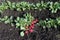 Early small radish lies on the garden bed in the garden just picked.