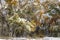 Early snow on trees with autumn foliage.