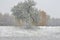 Early snow on yellow leaves