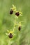 Early spider orchid