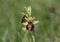 Early Spider Orchid