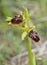 Early Spider Orchid