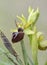 Early Spider Orchid