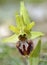 Early Spider Orchid