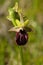 Early Spider Orchid flower, reddish variant - Ophrys incubacea