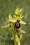 Early Spider Orchid, Ophrys sphegodes