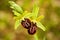 Early Spider Orchid, Ophrys sphegodes, flowering European terrestrial wild orchid, nature habitat, detail of bloom, green clear ba