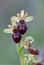 Early Spider-orchid / Spinnen-Ragwurz / Ophrys sphegodes