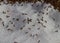 Early spring ants in snow