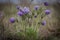 Early spring beautiful flowers is the Black or Small Pasqueflower - Pulsatilla pratensis ssp. nigricans, Hungary