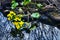 Early spring on the Biebrza marshes, marsh marigolds