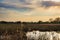 Early spring on the Biebrza marshes, water, reeds, clouds