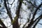 Early spring on the Biebrza Marshes, young willow leaves