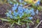 Early spring Blue Scilla Squill
