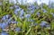 Early spring, bluebell closeup on young grass background.