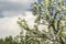 Early spring.Branches of a pear tree covered with white flowers.